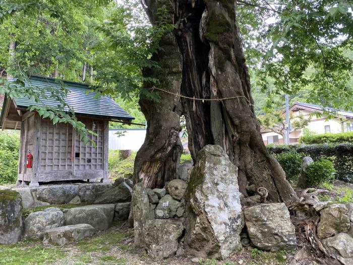 大飯郡おおい町名田庄下/苅田比売神社のムク