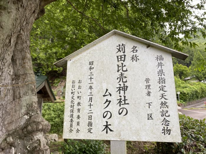 大飯郡おおい町名田庄下/苅田比売神社のムク