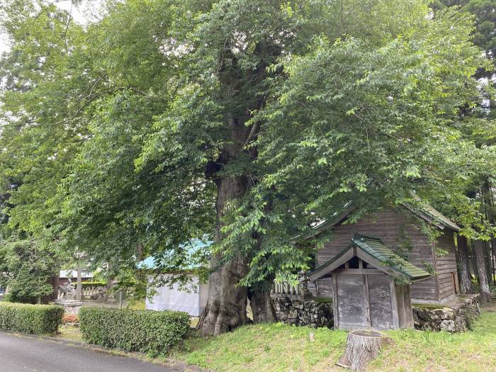 大飯郡おおい町名田庄下/苅田比売神社のムク