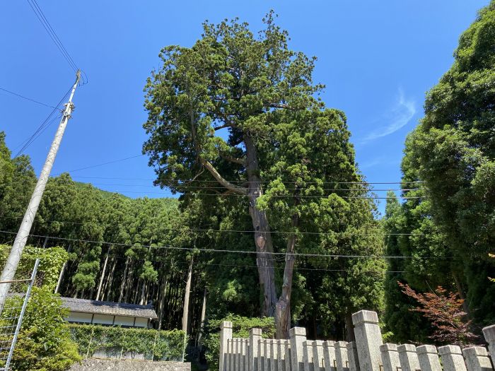 神崎郡神河町大畑/大歳神社の大杉