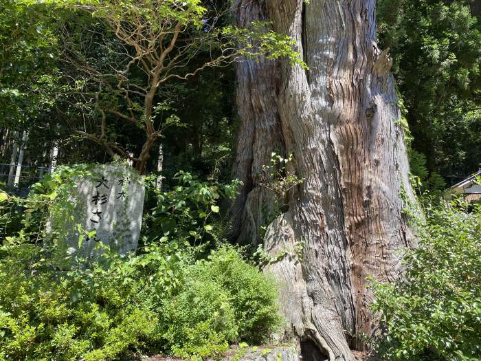 神崎郡神河町大畑/大歳神社の大杉