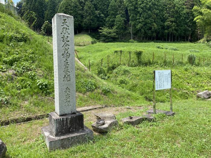 養父市能座/ヒダリマキガヤ