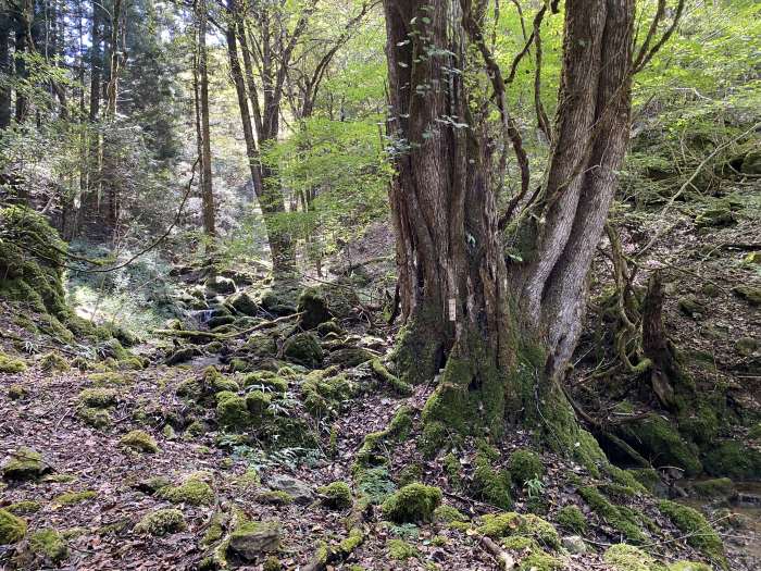 綾部市睦寄町/シデ山、大栗峠