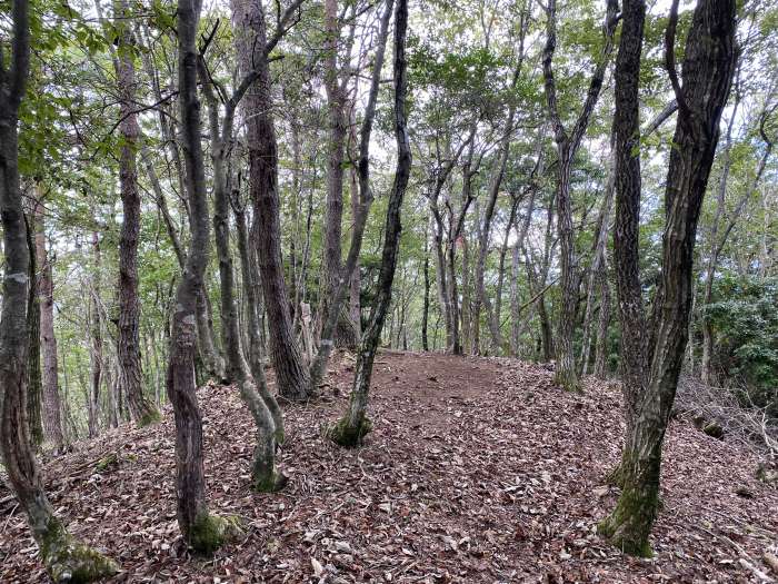 綾部市睦寄町/大栗山