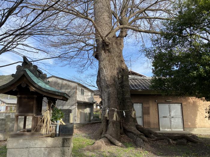 西脇市鹿野町/荒神社のムクノキ