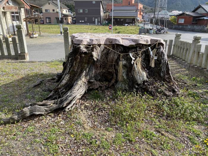 西脇市鹿野町/荒神社のムクノキ