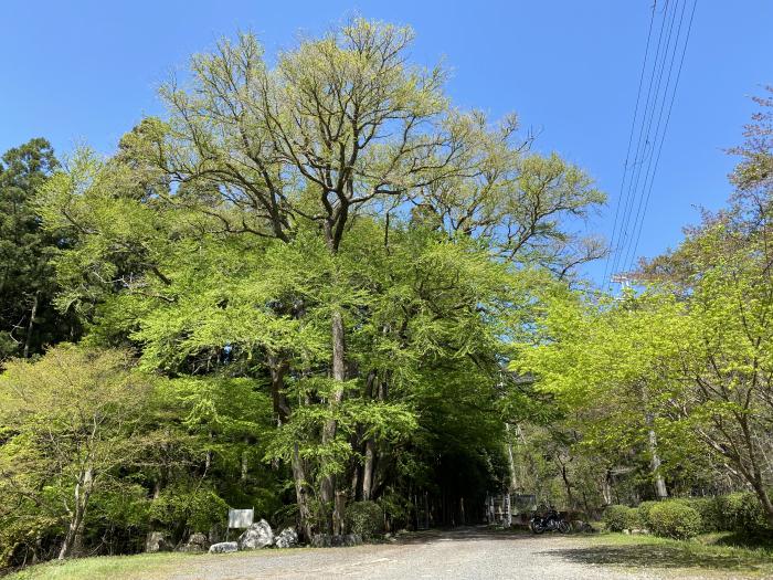 丹波市氷上町三方/三方の大カツラ