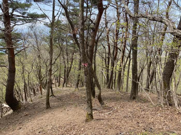 朝来市和田山町竹ノ内/西床尾山