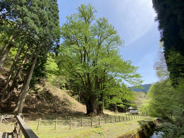 朝来市和田山町竹ノ内/糸井の大カツラ