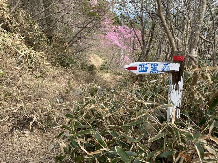 吾川郡いの町寺川/西黒森