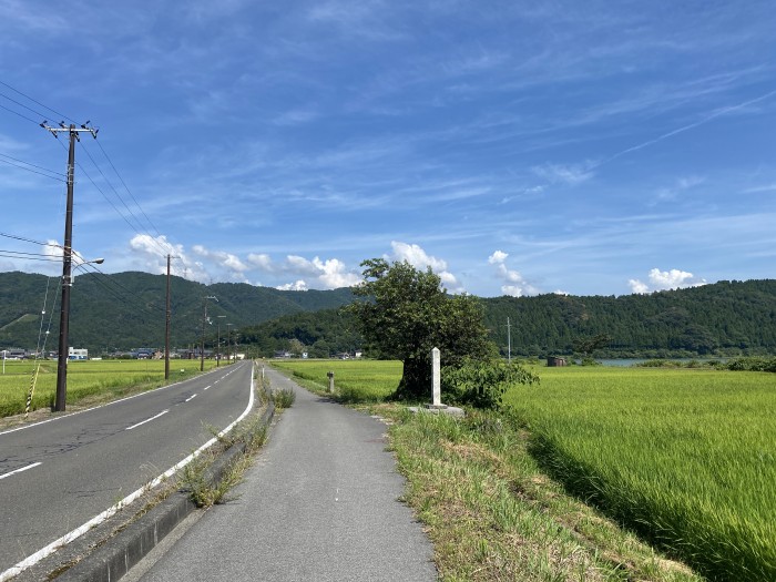 長浜市余呉町川並/天女の衣掛柳