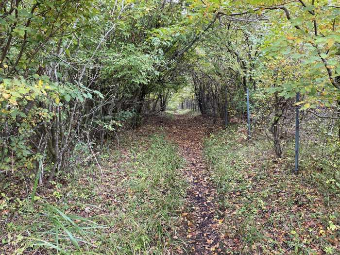 南都留郡忍野村内野/平尾山