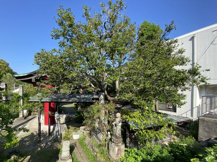 四国中央市川滝町下山/椿堂邦治山常福寺