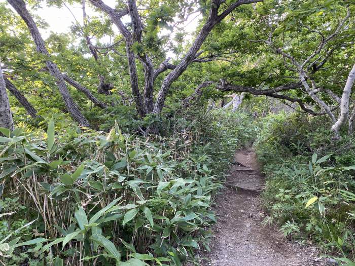 目梨郡羅臼町/羅臼岳