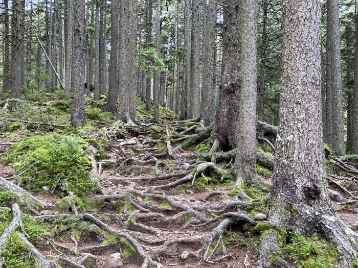 足寄郡足寄町/雌阿寒岳・阿寒富士