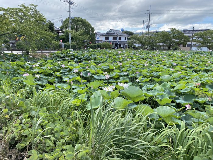 兵庫県丹波篠山市北新町/篠山城南外濠のハス