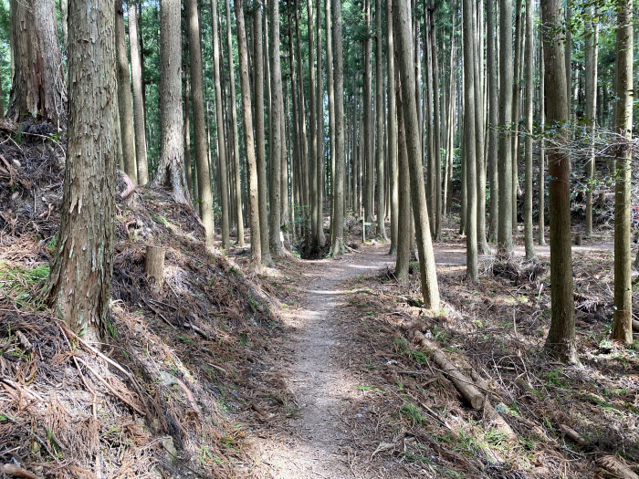 田辺市中辺路町近露/熊野古道中辺路箸折峠