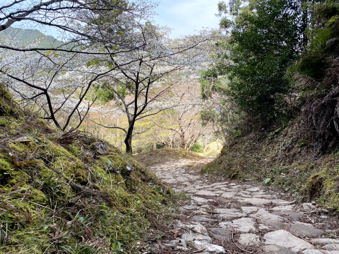 田辺市中辺路町近露/熊野古道中辺路箸折峠