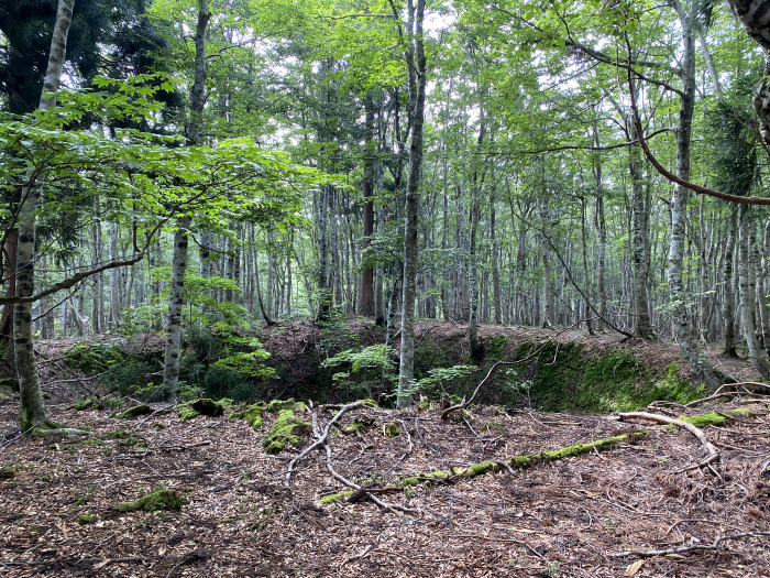 八頭郡若桜町諸鹿/扇ノ山