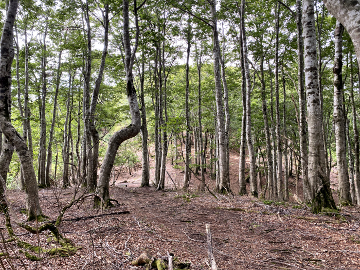 八頭郡若桜町諸鹿/扇ノ山
