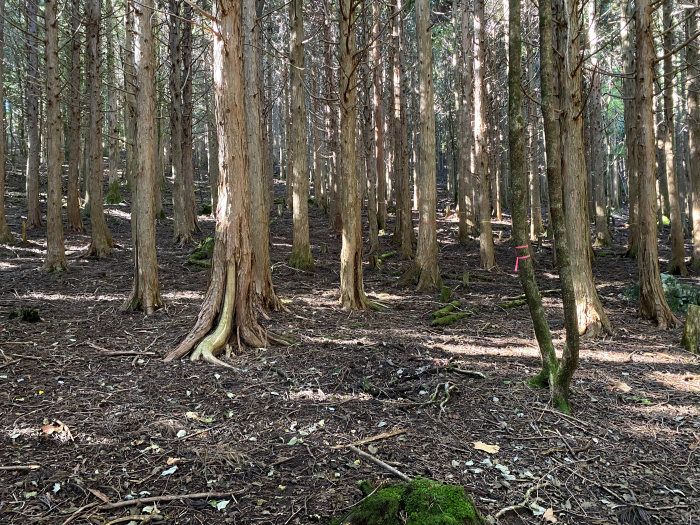 那賀郡那賀町岩倉/槍戸山、一ノ森