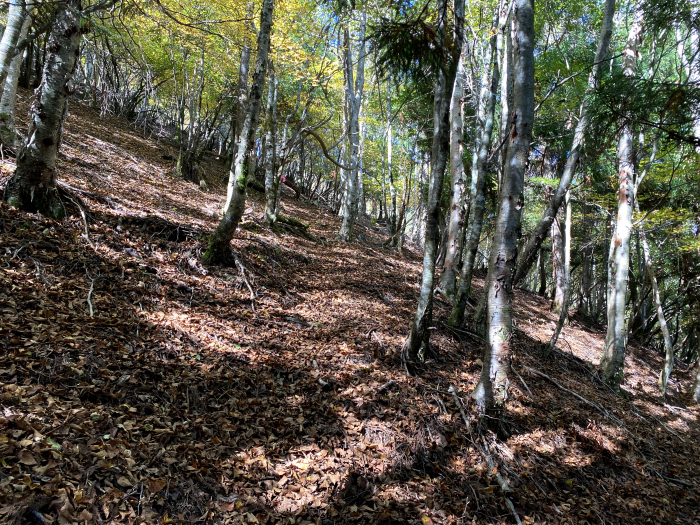 那賀郡那賀町岩倉/槍戸山、一ノ森