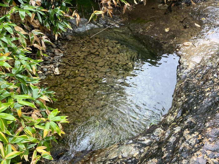 吾川郡いの町寺川/瓶ヶ森