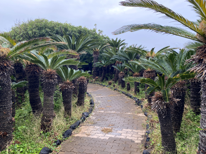 指宿市山川岡児ケ水/薩摩長崎鼻灯台