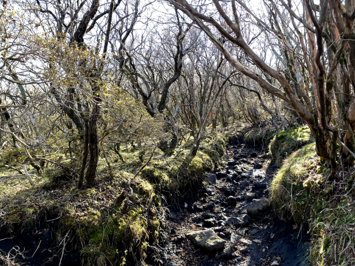 竹田市久住町有氏/くじゅう連山_北大船山