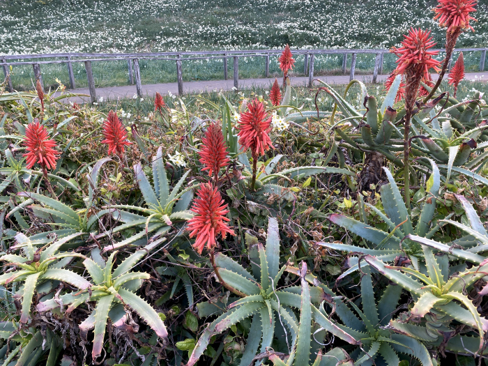 下田市須崎/爪木埼灯台