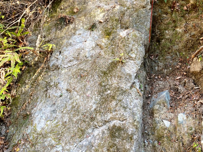 駿東郡小山町生土/神縄断層