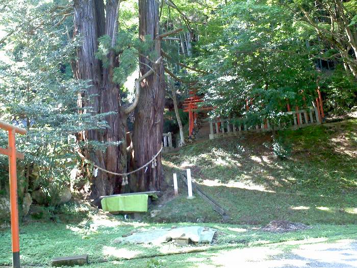 船井郡京丹波町須知/導観稲荷神社大杉写真