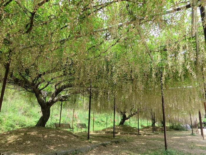 丹波市市島町白毫寺/五大山白毫寺写真