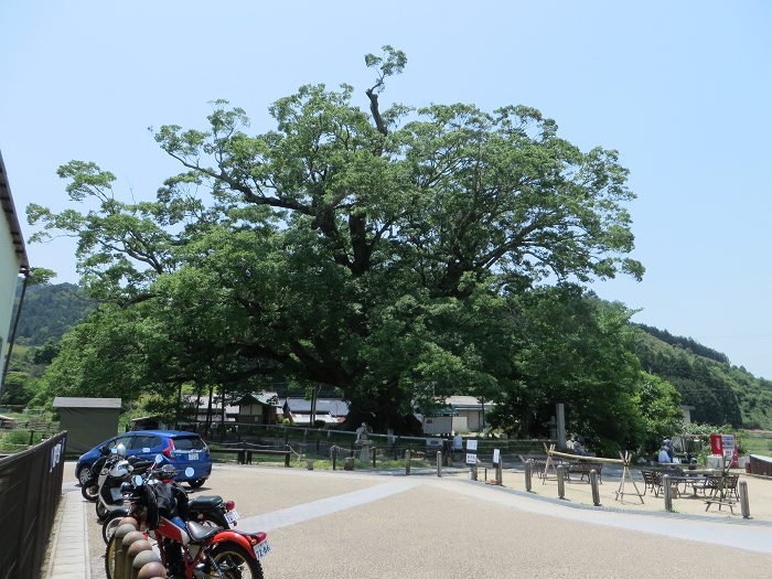 豊能郡能勢町野間/野間の大ケヤキ写真