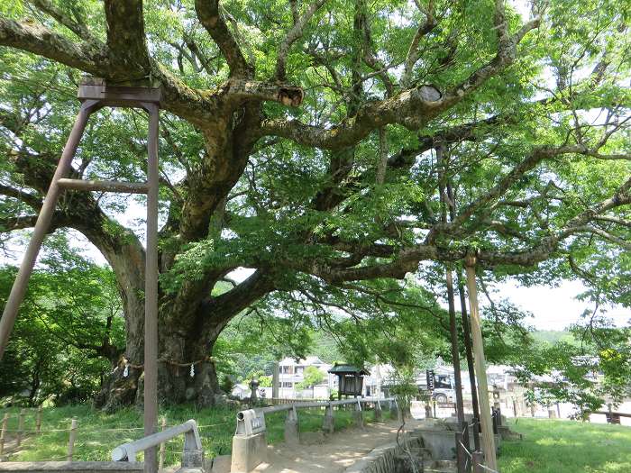 豊能郡能勢町野間/野間の大ケヤキ写真