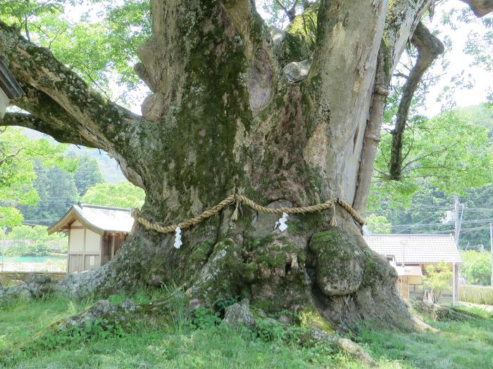 豊能郡能勢町野間/野間の大ケヤキ写真