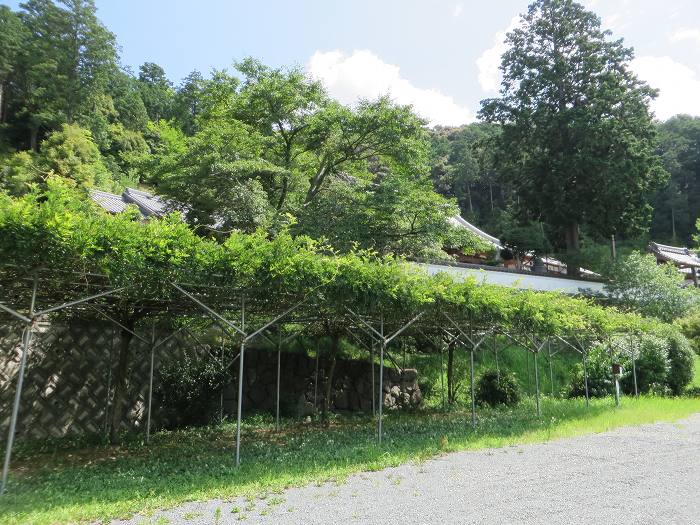 丹波市春日町野上野/照月山桂谷寺写真