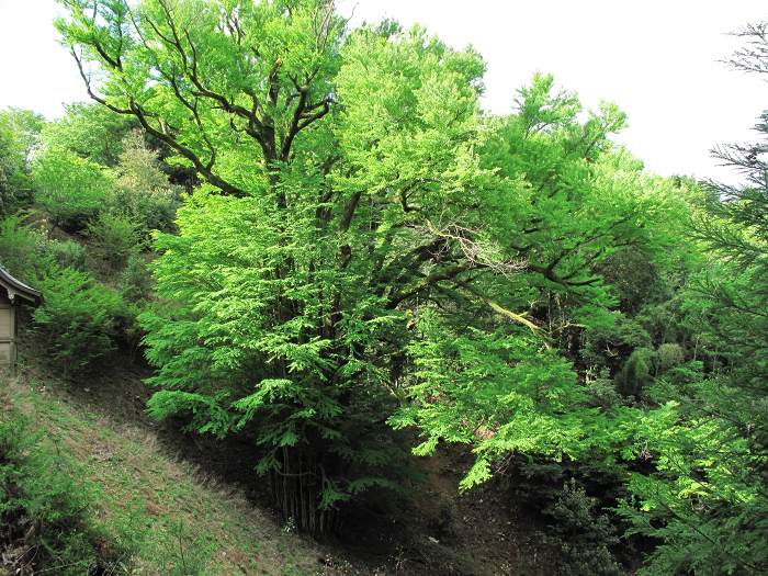 大津市石山内畑町/岩間山正法寺(岩間寺)写真