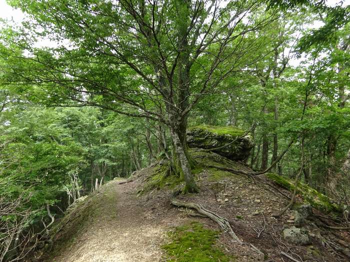 小浜市上根来/根来坂峠(針畑峠)