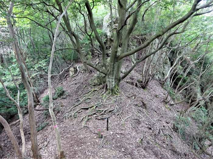 愛宕山峠らしき場所