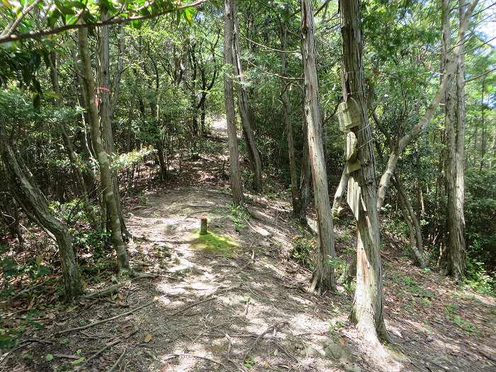 篠山市今田町下小野原/和田寺山を散策