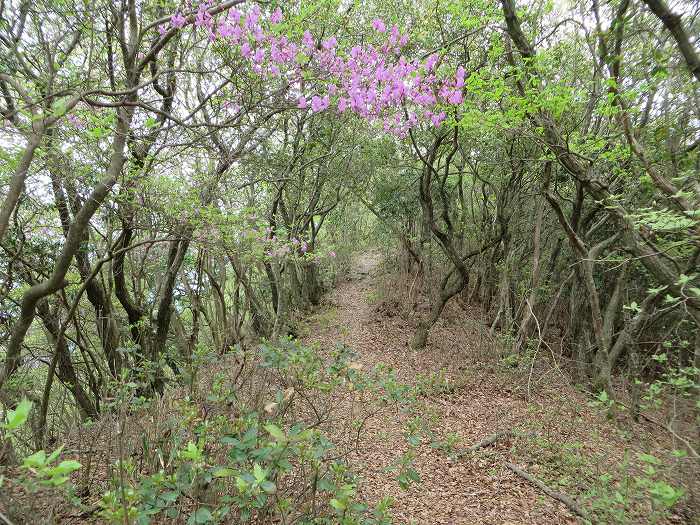 篠山市今田町本荘/西光寺山を散策