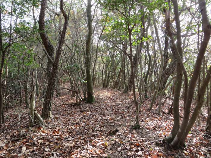 篠山市今田町四斗谷/トンガリ山～今田町黒石/黒石峠を散策