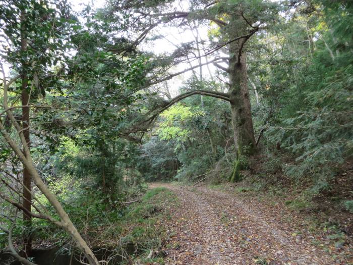 篠山市今田町四斗谷/トンガリ山～今田町黒石/黒石峠を散策