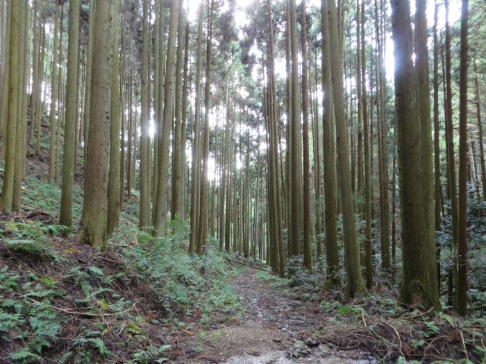 篠山市住山/白髪岳～松尾山を散策