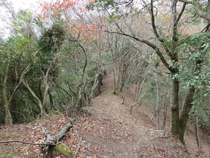 篠山市大沢/大沢ロマンの森を散策