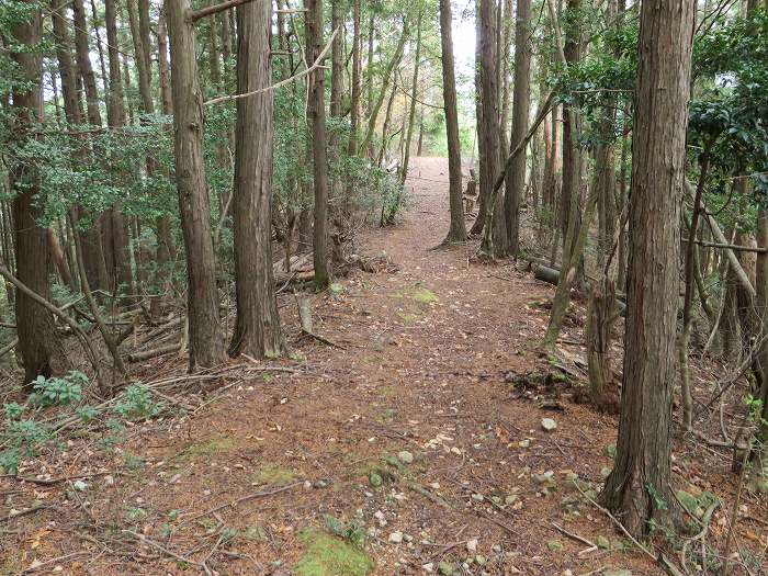 篠山市大沢/大沢ロマンの森を散策