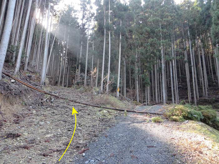 篠山市辻/北中山（シドロ大丸）を散策