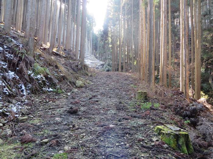 篠山市辻/北中山（シドロ大丸）を散策