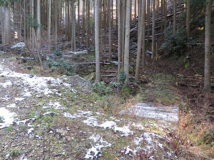 篠山市辻/北中山（シドロ大丸）を散策